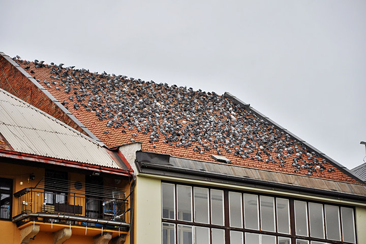 A2B Pest Control are able to install spikes to deter birds from roofs in Basildon. 