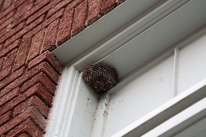 We provide a wasp nest removal service for domestic and commercial properties in Basildon.